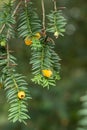 Yellow-aril yew Taxus baccata Lutea bright yellow berries Royalty Free Stock Photo